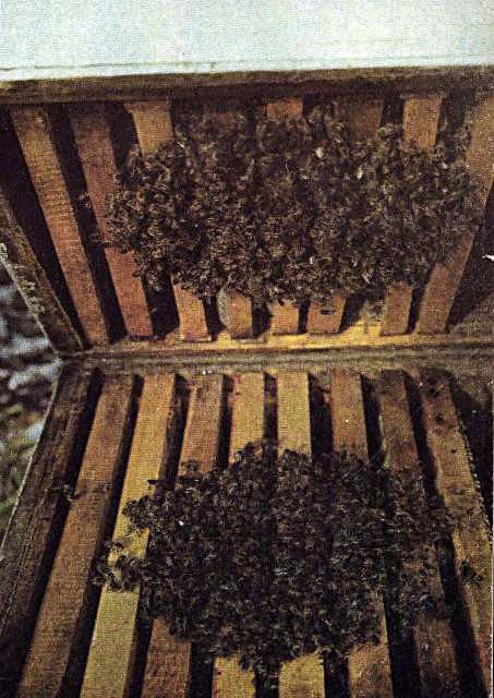 Рассказать Вам,как живут пчёлы?