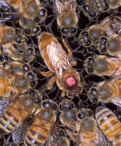 Пчелиная матка