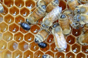 Мед является кормом для пчел