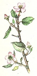Айва обыкновенная (Cydonia oblonga)