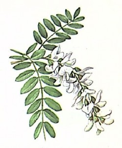 Белая акация (Robinia pseudoacacia)