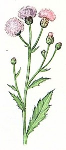 Бодяк (Cirsium)
