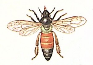 Большая индийская пчела (Apis dorsata)