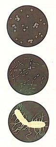 Бактерия Bacillus larvae - возбудитель Американского гнильца (American foulbrood)