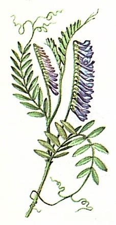 Вика мохнатая (V. villosa)