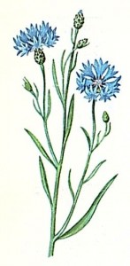 Василек синий (Centaurea)