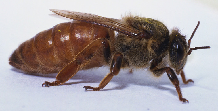 Матка пчелиная